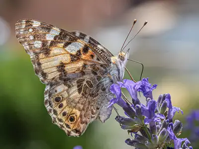 Alfazema-verdadeira (Lavandula angustifolia)