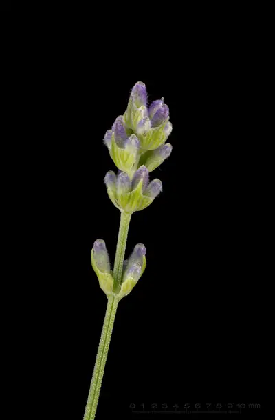 Alfazema-verdadeira (Lavandula angustifolia)