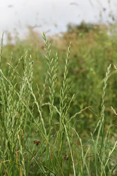 Azevém (Lolium perenne)