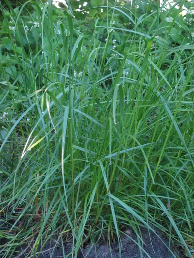 Azevém (Lolium perenne)