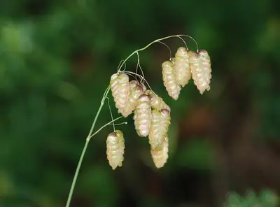 Bailarina (Briza maxima)