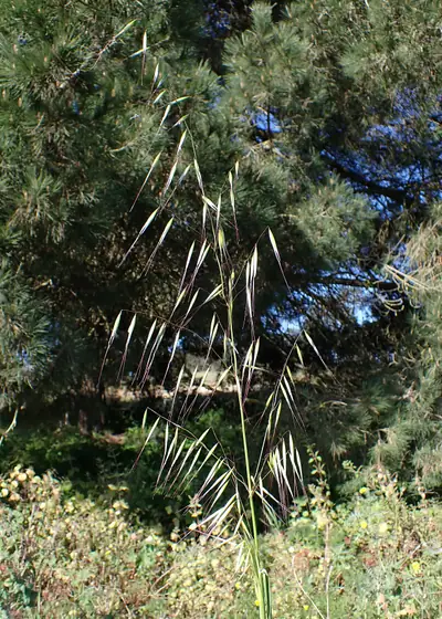 Balanco (Avena barbata)