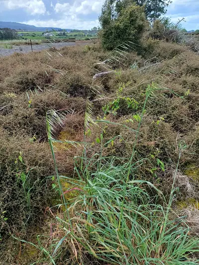 Balanco (Avena barbata)
