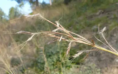 Barbas-de-bode (Hyparrhenia hirta)
