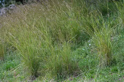 Barbas-de-bode (Hyparrhenia hirta)