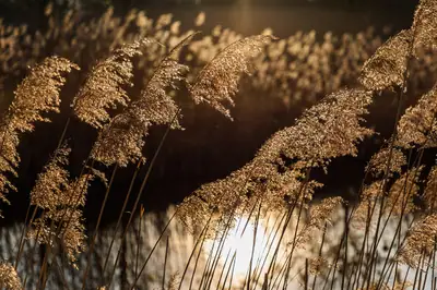 Caniço (Phragmites australis)