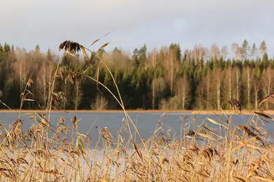 Caniço (Phragmites australis)
