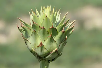 Cardo-de-coalho (Cynara cardunculus)