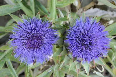 Cardo-de-coalho (Cynara cardunculus)