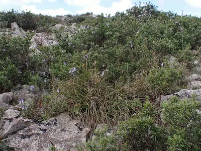 Carriço-de-haller (Carex halleriana)