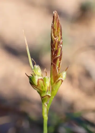 Carriço-de-haller (Carex halleriana)