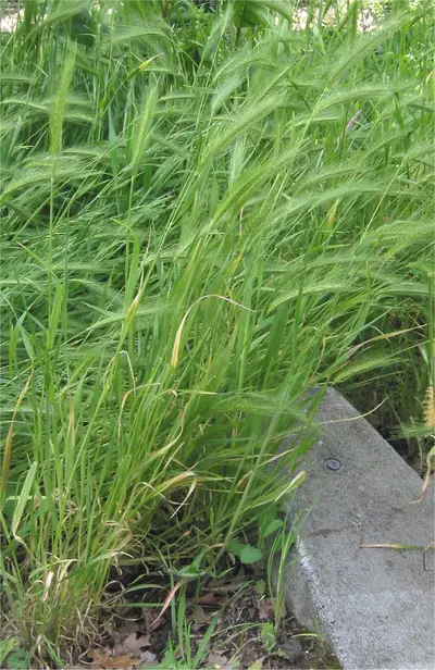 Cevada-dos-ratos (Hordeum murinum)