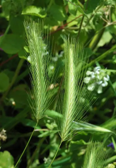 Cevada-dos-ratos (Hordeum murinum)