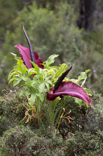 Erva-cobra (Dracunculus vulgaris)