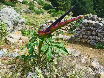 Erva-cobra (Dracunculus vulgaris)