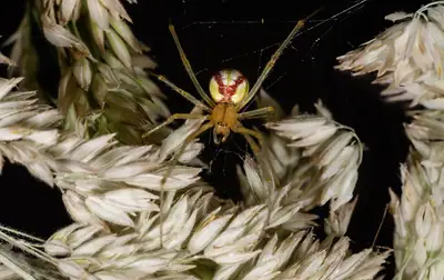 Erva-lanar (Holcus lanatus)