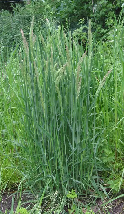 Erva-lanar (Holcus lanatus)