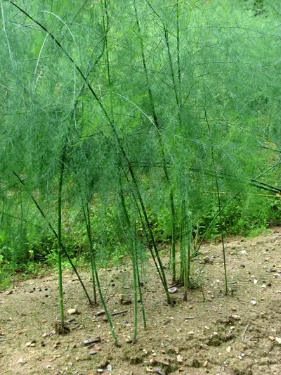 Espargo (Asparagus officinalis)