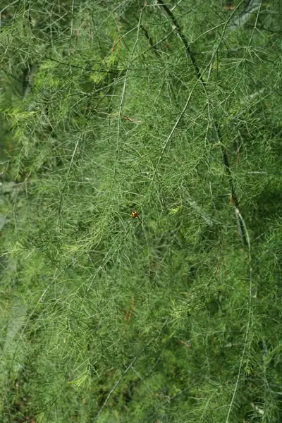 Espargo (Asparagus officinalis)