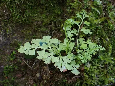 Feto-anual (Anogramma leptophylla)