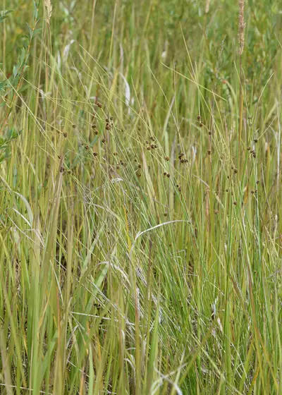 Junco-das-esteiras (Scirpoides holoschoenus)