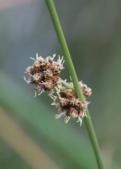 Junco-das-esteiras (Scirpoides holoschoenus)