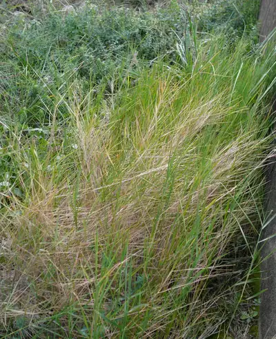 Lastro (Brachypodium retusum)