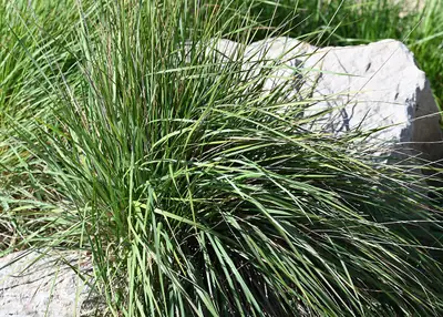 Lastro (Brachypodium retusum)