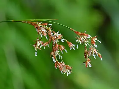 Luzula-dos-açores (Luzula purpureosplendens)