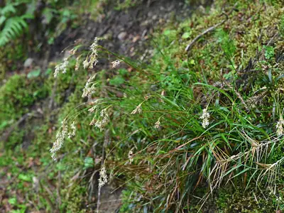 Luzula-dos-açores (Luzula purpureosplendens)