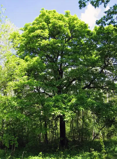 Mostajeiro (Sorbus torminalis)