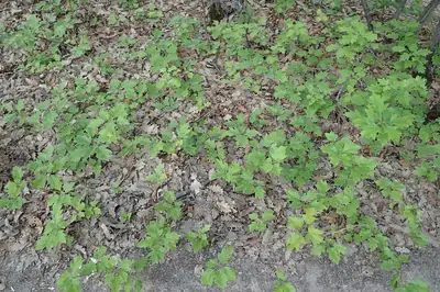 Mostajeiro (Sorbus torminalis)