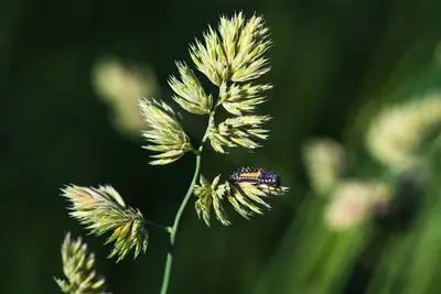 Panasco (Dactylis glomerata)