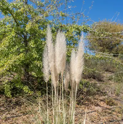 Erva-das-pampas (Cortaderia selloana)