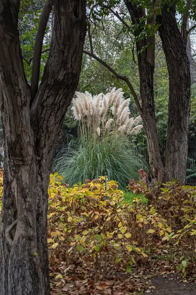 Erva-das-pampas (Cortaderia selloana)