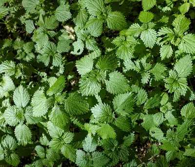 Urtiga-membranácea (Urtica membranacea)