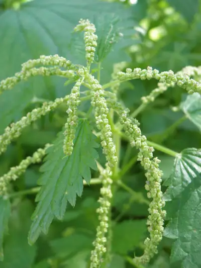 Urtiga-membranácea (Urtica membranacea)